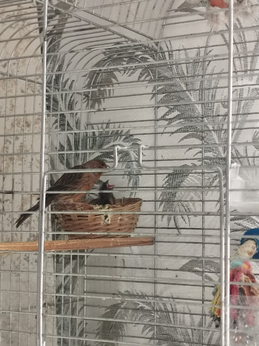 Чижиха кормит Чижонка. 