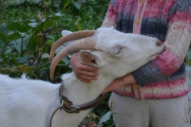 Как узнать возраст козы по рогам фото