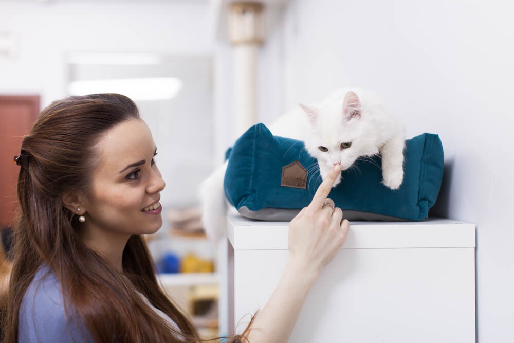 У кошки должна быть возможность чувствовать себя в безопасности 