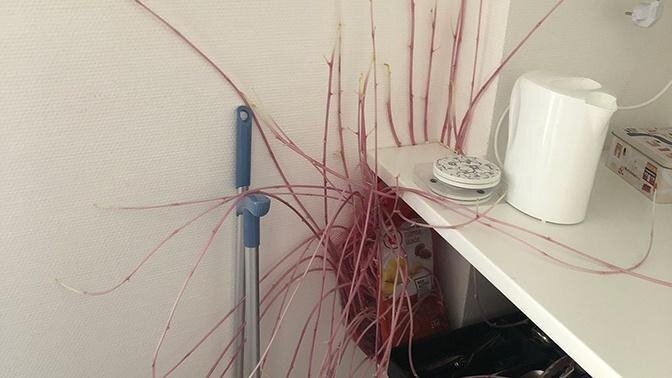 Фото © Twitter / donna9p