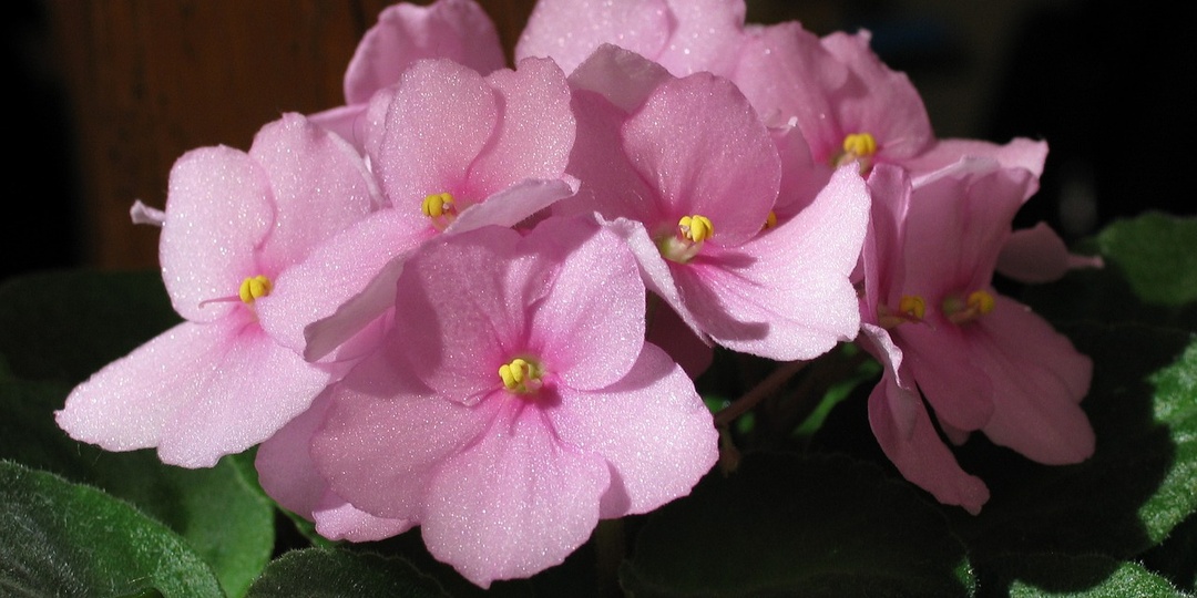 Нежные фиалки: особенности ухода и красивые фотографии