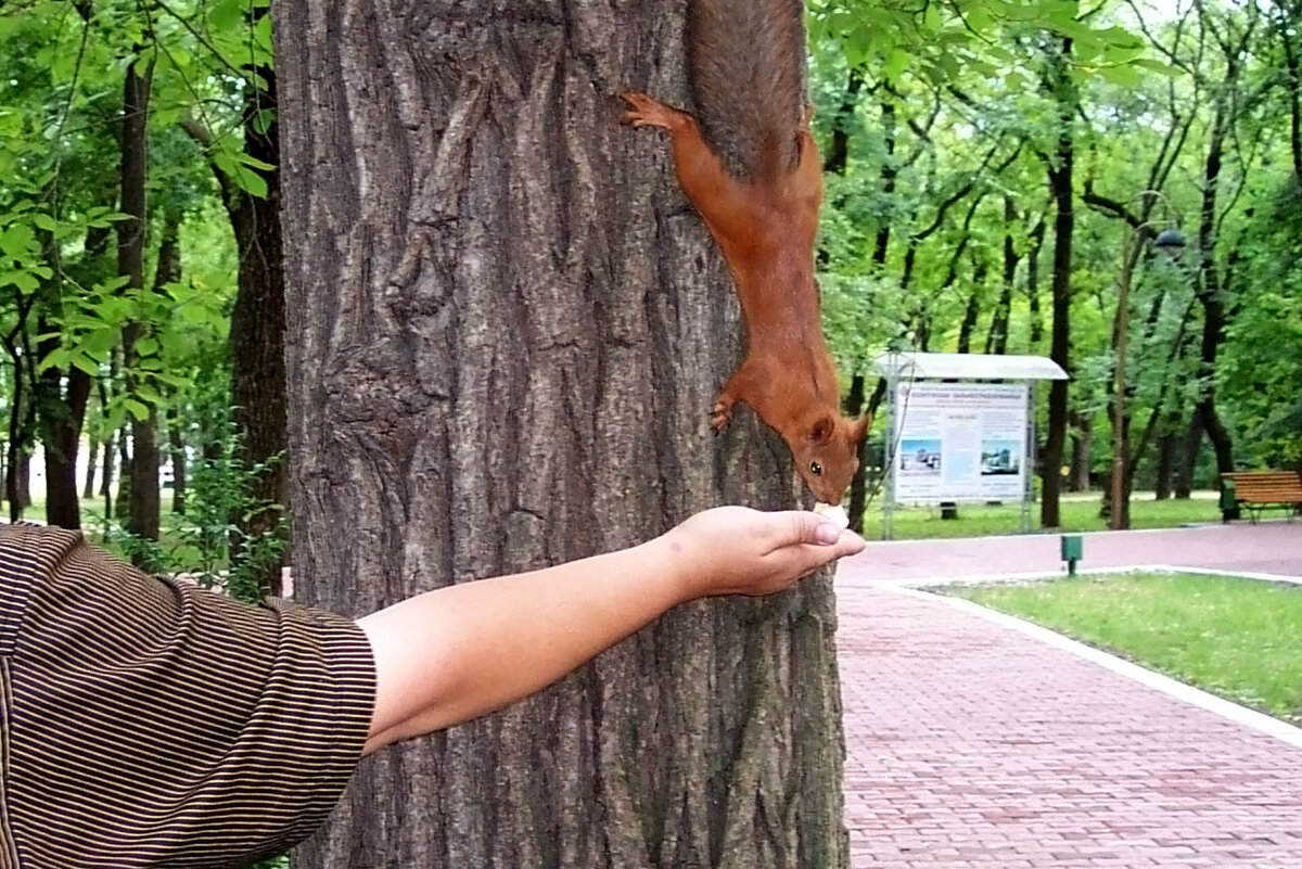 Кормлю белку в парке. Фото из личного архива