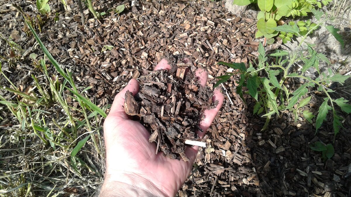 Фото автора. Мульча из измельчённых сучьев и веток