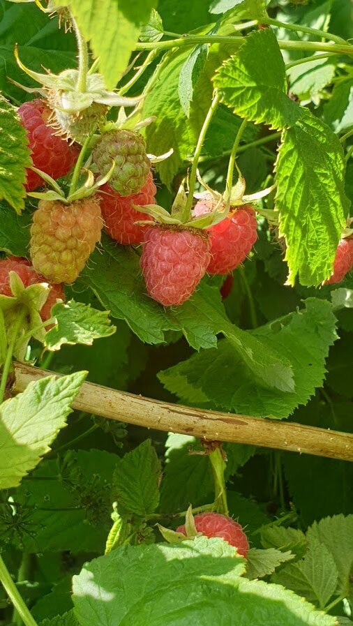 Фото автора Алесад.Июль 2020.