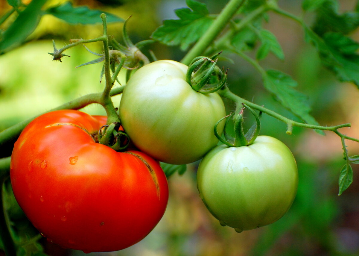 Как ускорить созревание томатов