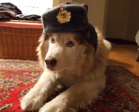 Только собака всегда и все стерпит. Фото взято с ресурса ask.metafilter.com