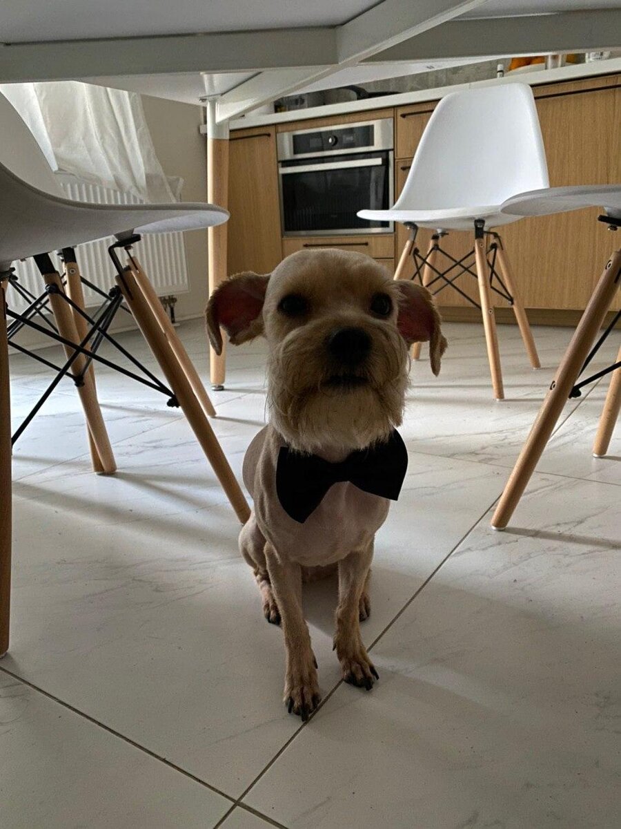 #уход за домашними животными 