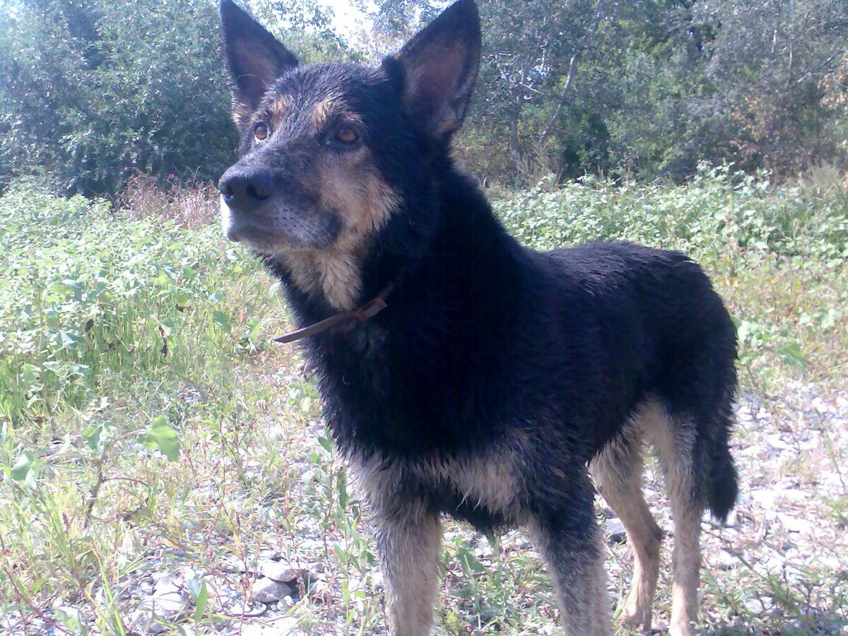 На фото Бак на даче после речки только уже в возрасте 10 лет.