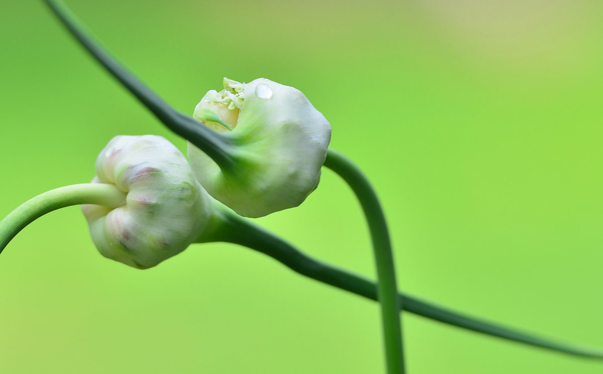 А тут кожица уже лопнула и головка почти распрямилась