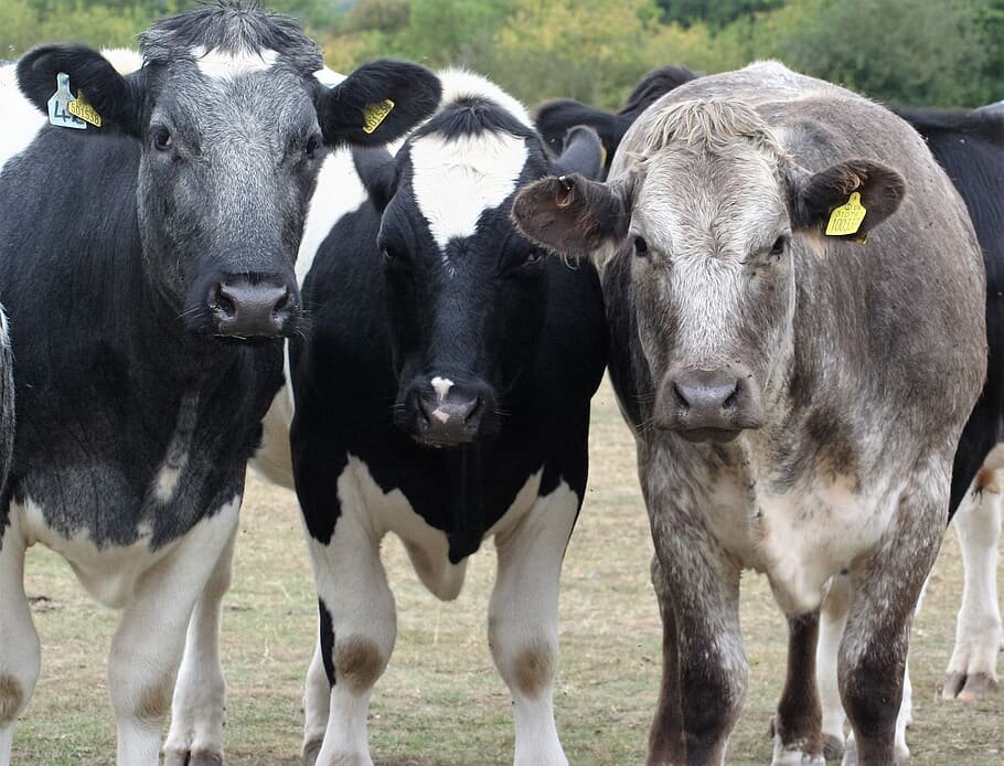 Коровы обсуждают возможность скорейшей интервенции Земли.