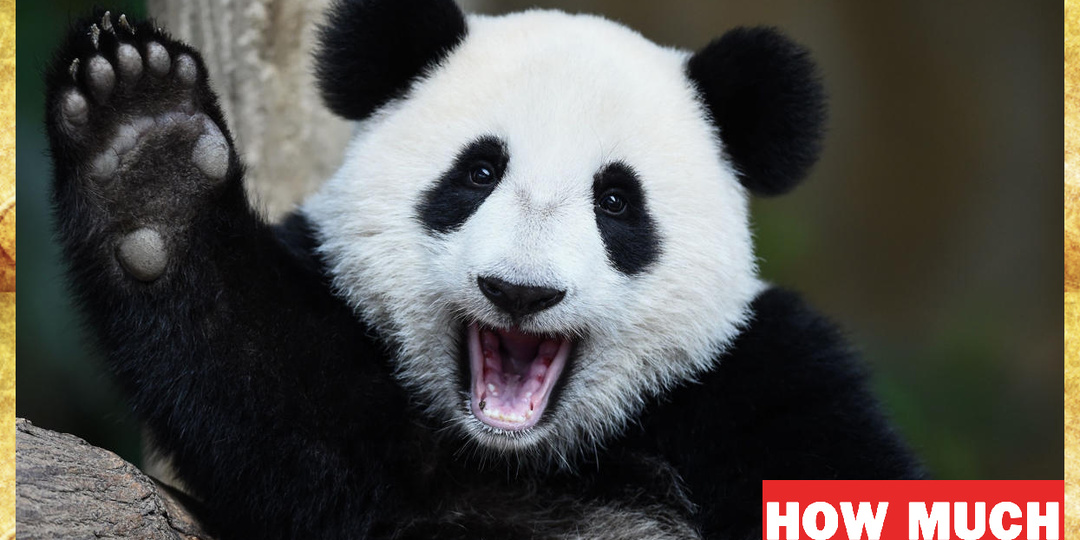 Сколько стоит Большая Панда?