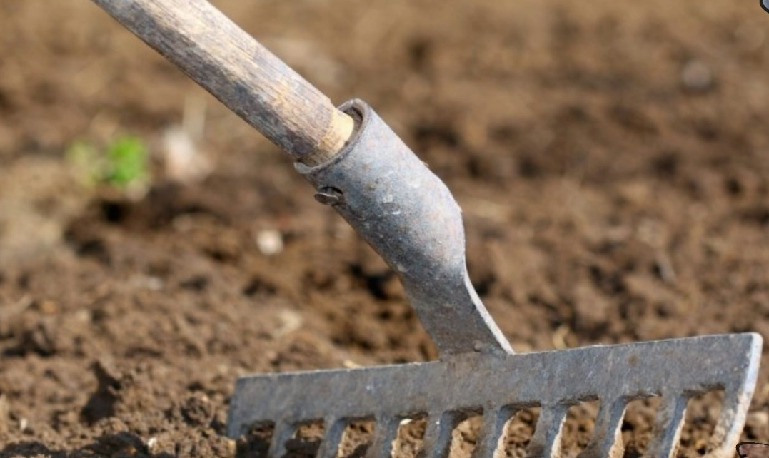 Грунт должен быть рыхлым.