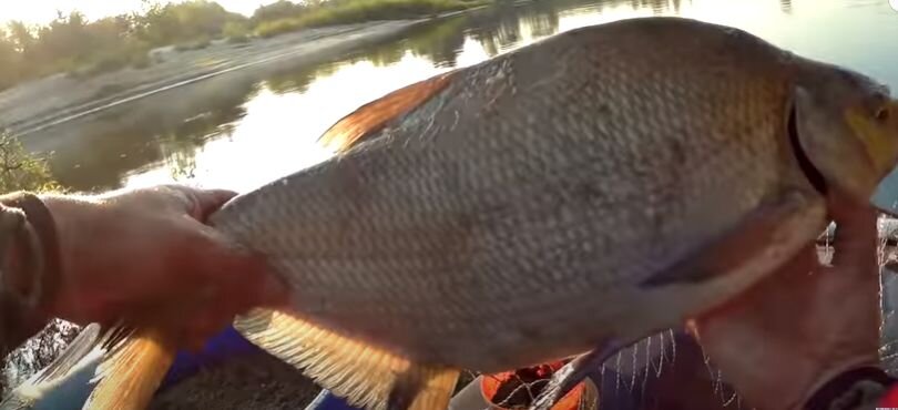 Рыбалка на Оке - новое место и новый лещ под 2-шку