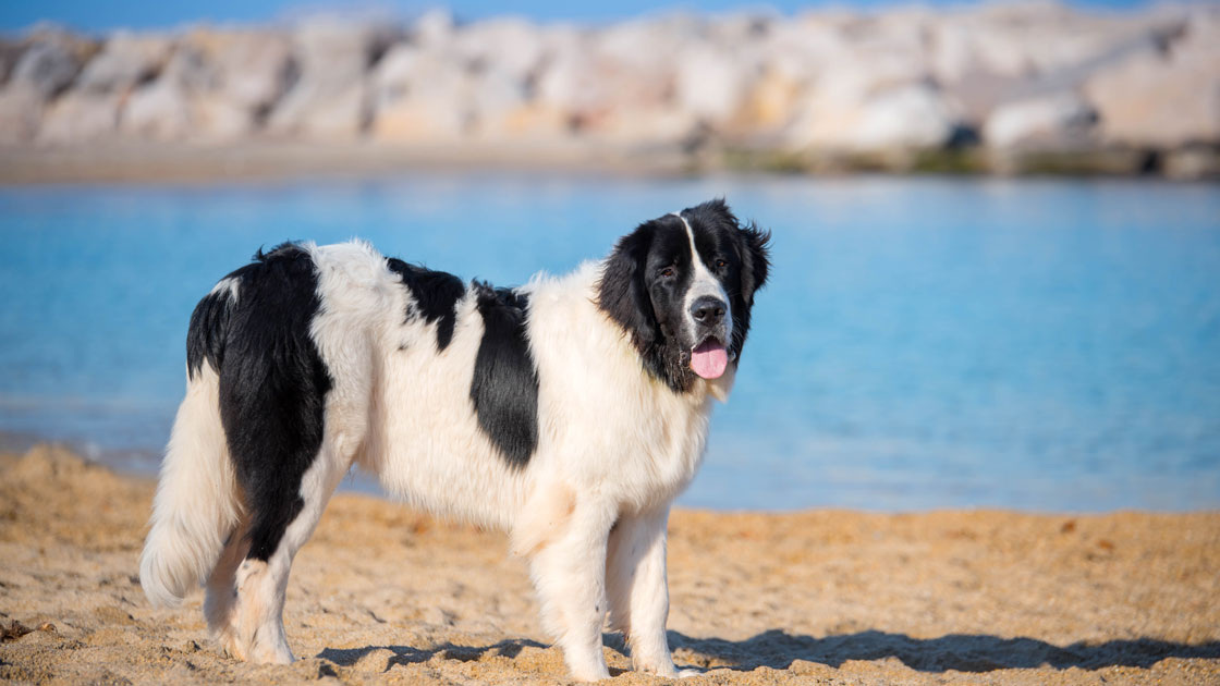 Изображения взято с сайта purinaone.ru