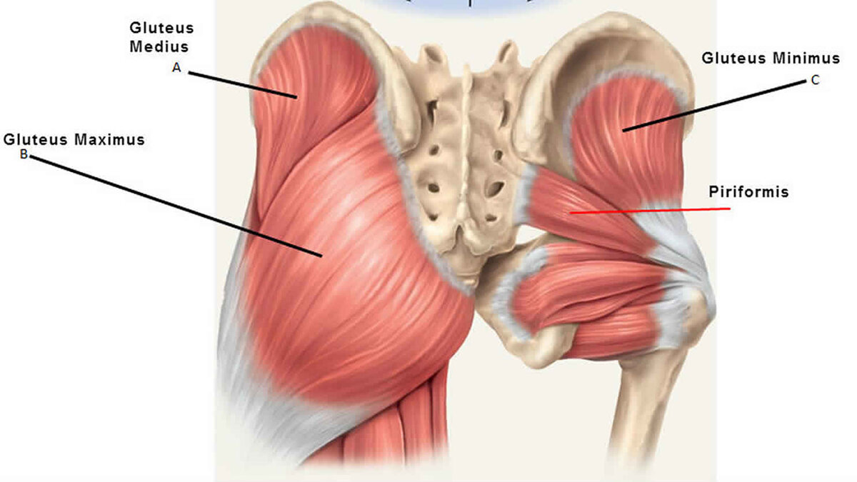 Малая ягодичная мышца анатомия