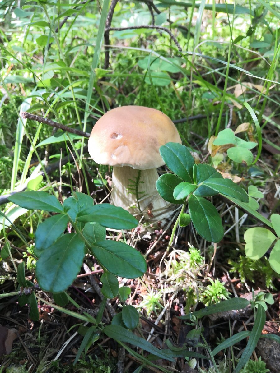 Белый грибок