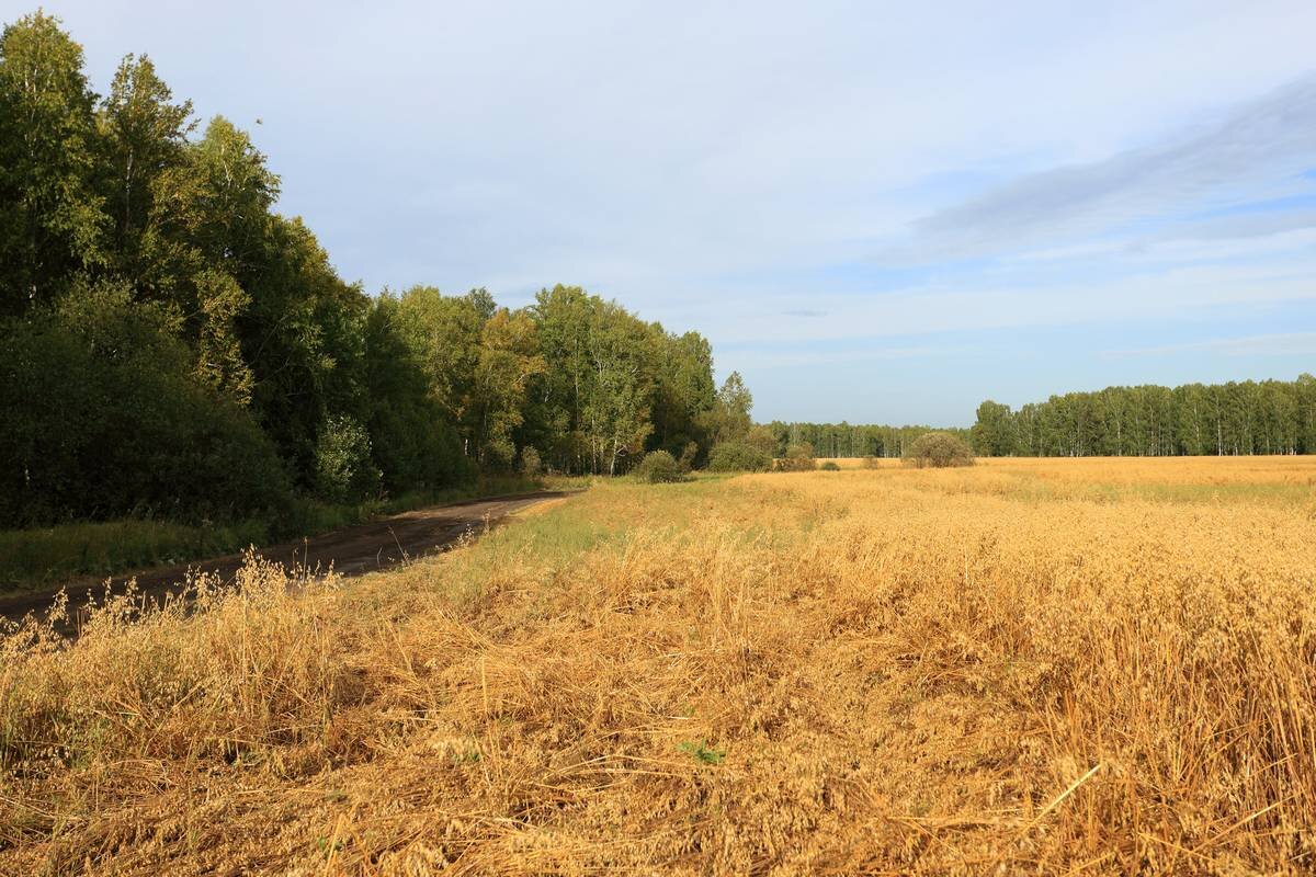 АВТОР СТАТЬИ: РИНАТ МУРТАЗИН