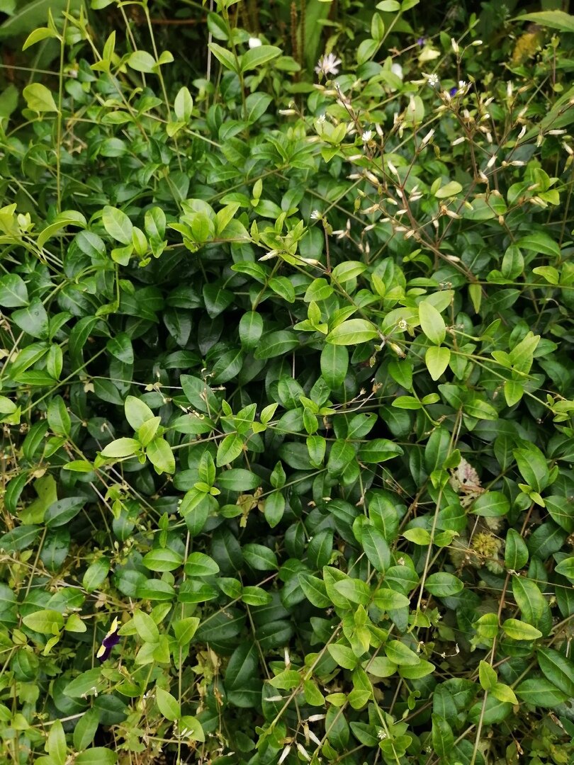 Заросли барвинка - мне надо