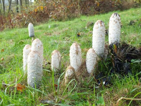 Навозник (Coprinus) белый (условно съедобный) 