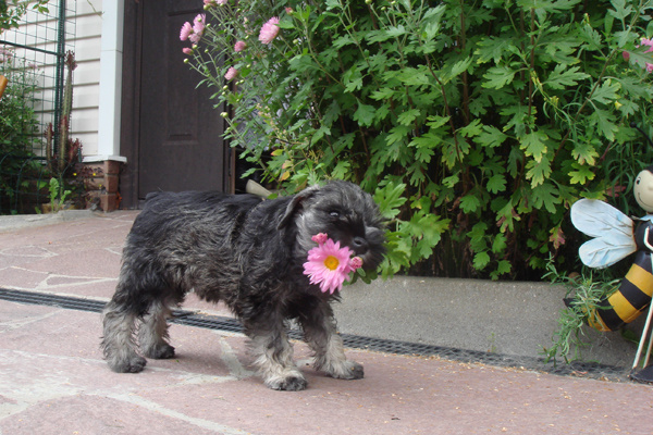 Цвергшнауцер. Питомник Х'ИТ УЛДУЗ