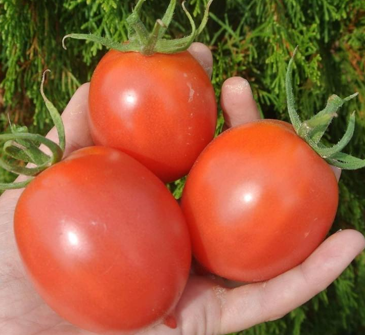 «Де Барао Царский».