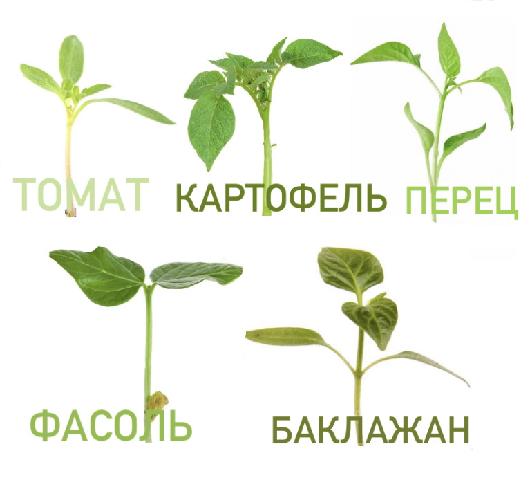 Сорта микрозелени, которые не стоит выращивать 