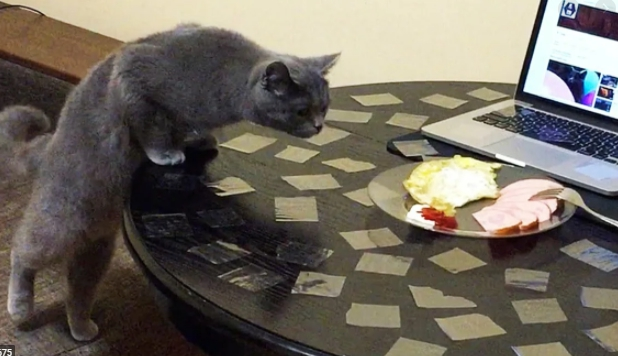 Делаем столько кусочков скотча, сколько потребуется. Кот обязательно должен попасть в ловушку :)