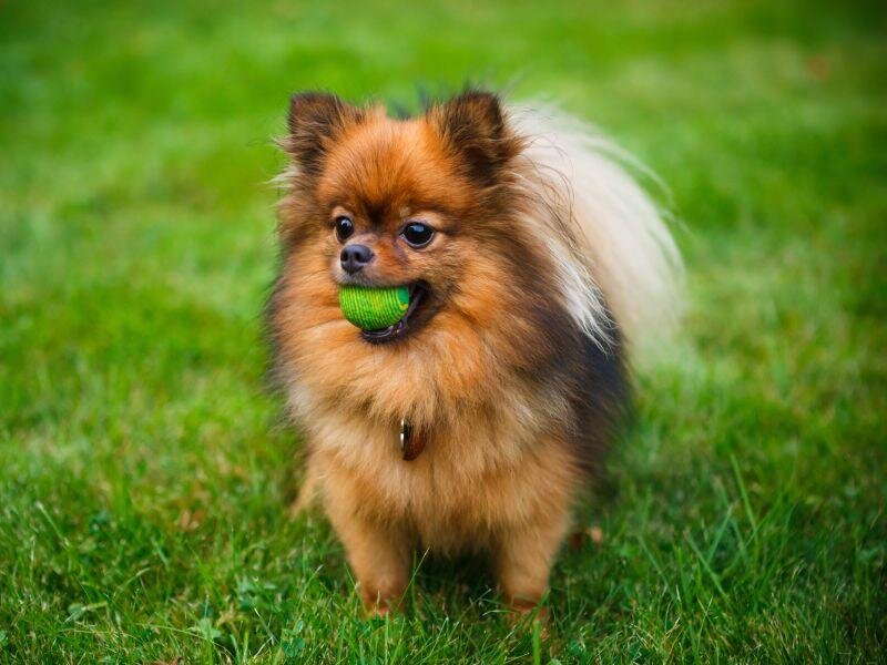 Различные подвиды шпиц