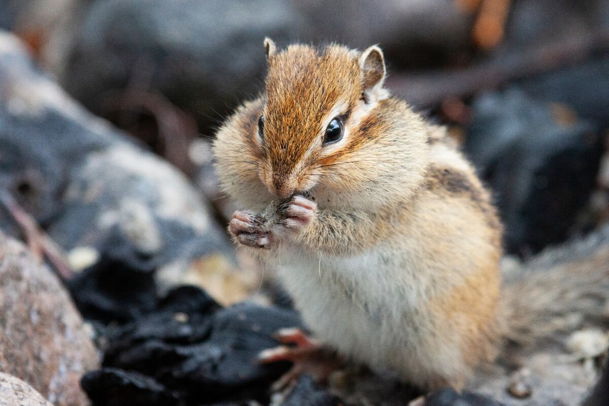 Азиатский бурундук копается в кострище в поисках чего-нибудь съестного. Фото автора