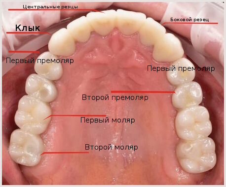 Моляры | большие коренные зубы