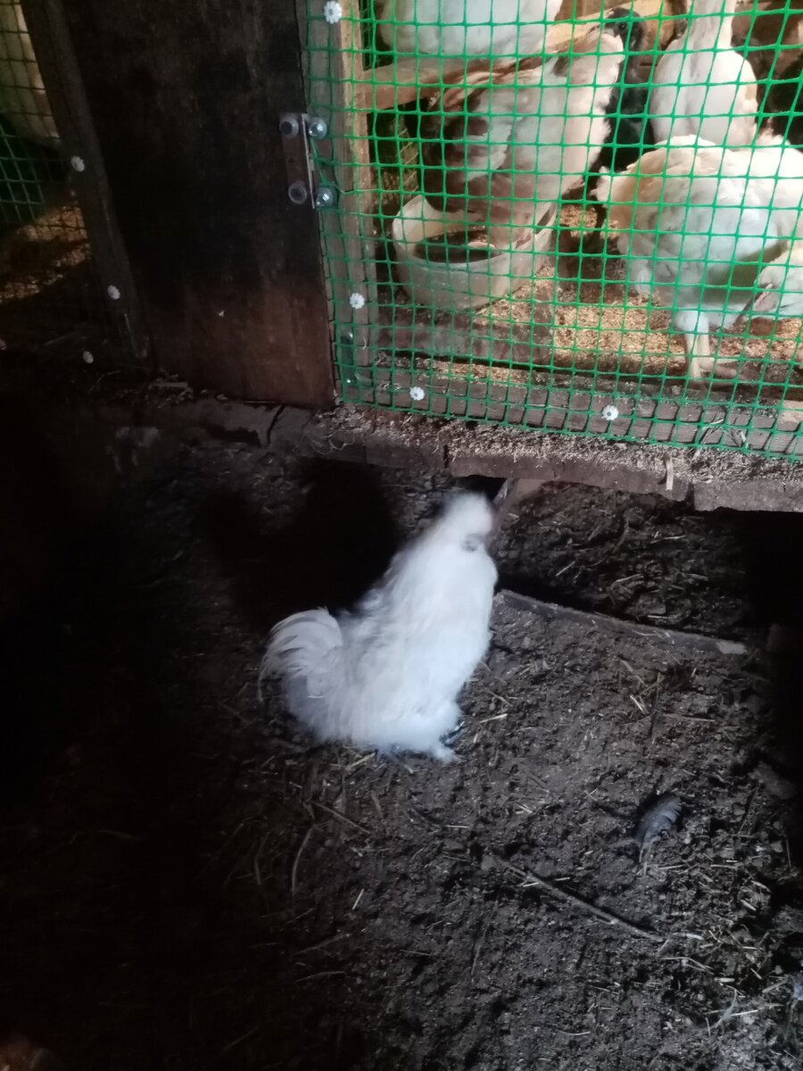 Внизу Китайский шёлковый. Личные фотографии.