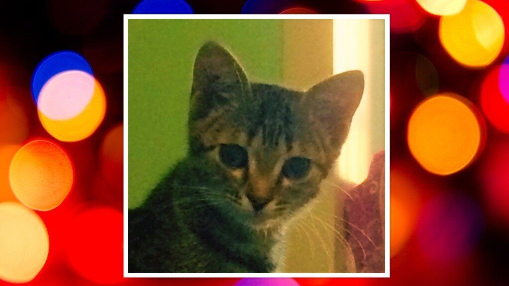 Шелли Фото и коллаж личные