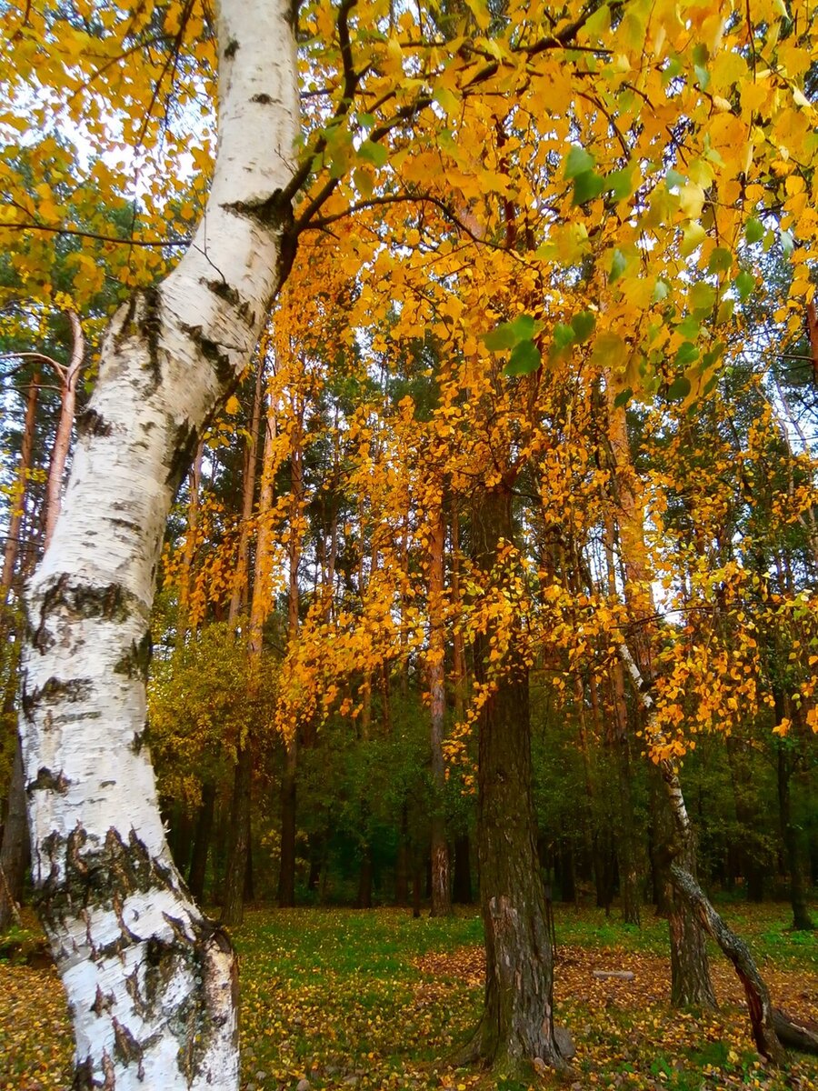 Береза осенью