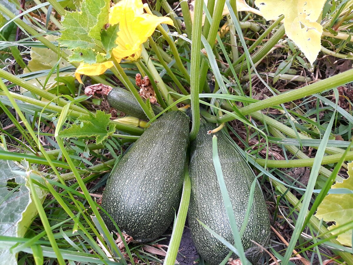 Зреют. На пырее