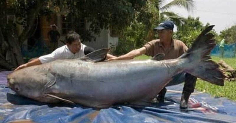 Источник фото https://www.cuantarazon.com/1160571/la-pesca-del-dia