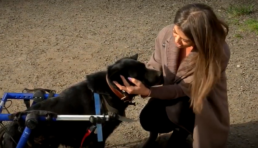 Ольга Рябова рассказывает про судьбу Шерифа