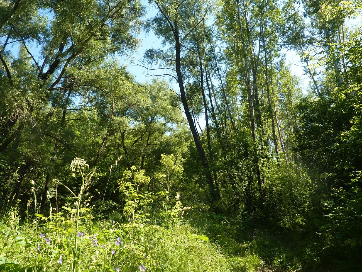 Заросли. Фото из личного архива.