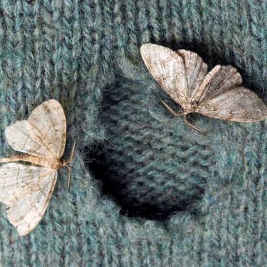 платяная моль