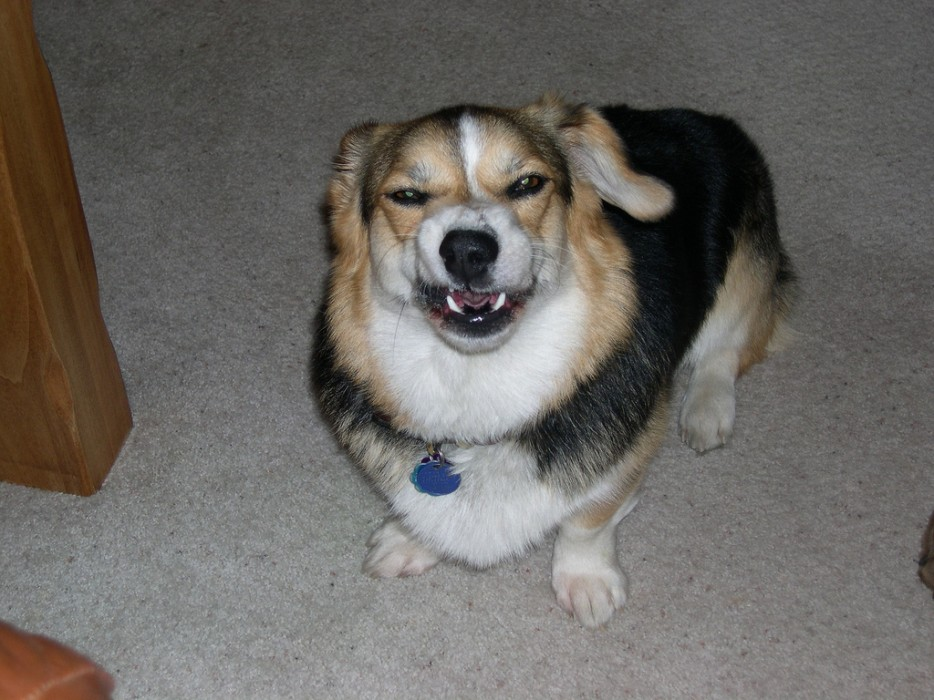 Что, хозяин, думал, что пустил шептуна незаметно? 