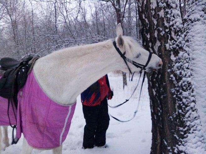Антилошадь. Лошадь не должна есть кору, особенно домашняя сытая лошадь. так мы думаем ...