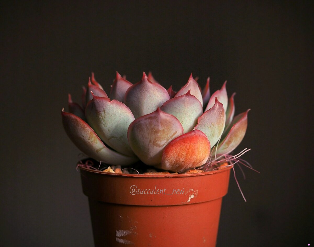 Echeveria Кан Кан