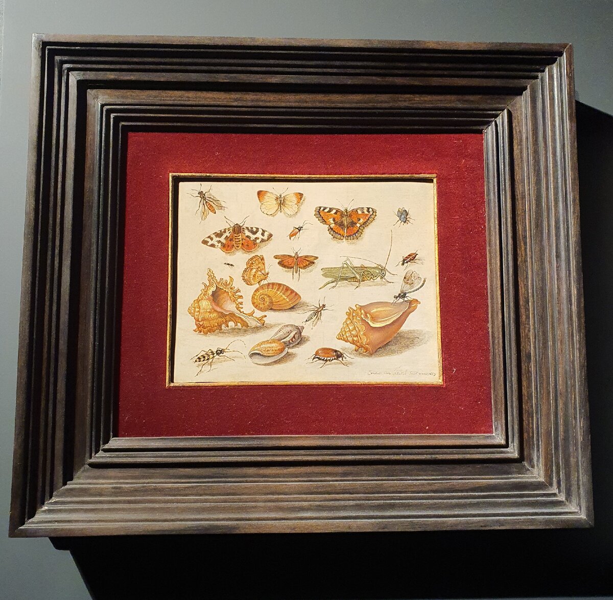 Ян ван Кессель Старший. "Раковины, бабочки и насекомые"
