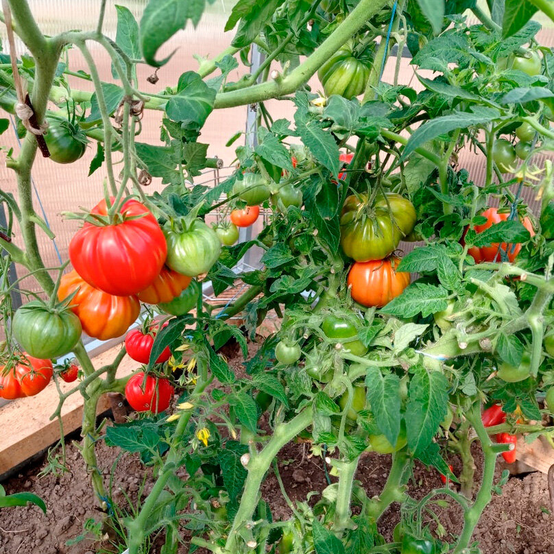 Садоводы России делятся опробованными сортами и гибридами томатов,достойных быть на каждой грядке