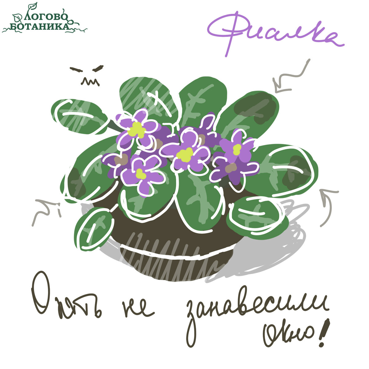 Вы можете встретить меня почти в каждом доме, ведь я очень красиво цвету,  однако растение я нежное и меня надо любить и беречь, особенно от яркого солнца.