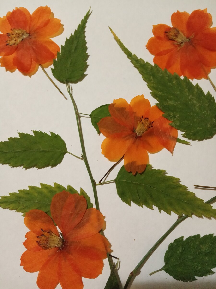 Цветы желтой космеи, стебель и листья керии