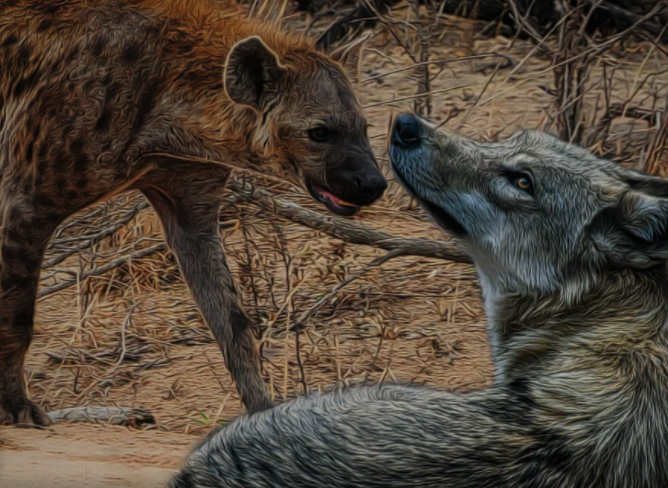Гиена и волк