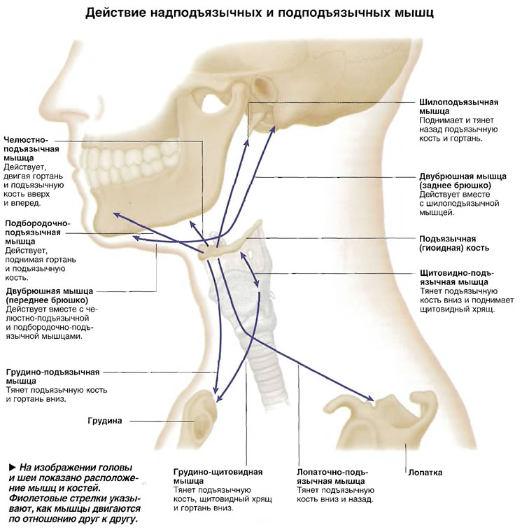 Грудино подъязычная мышца шеи