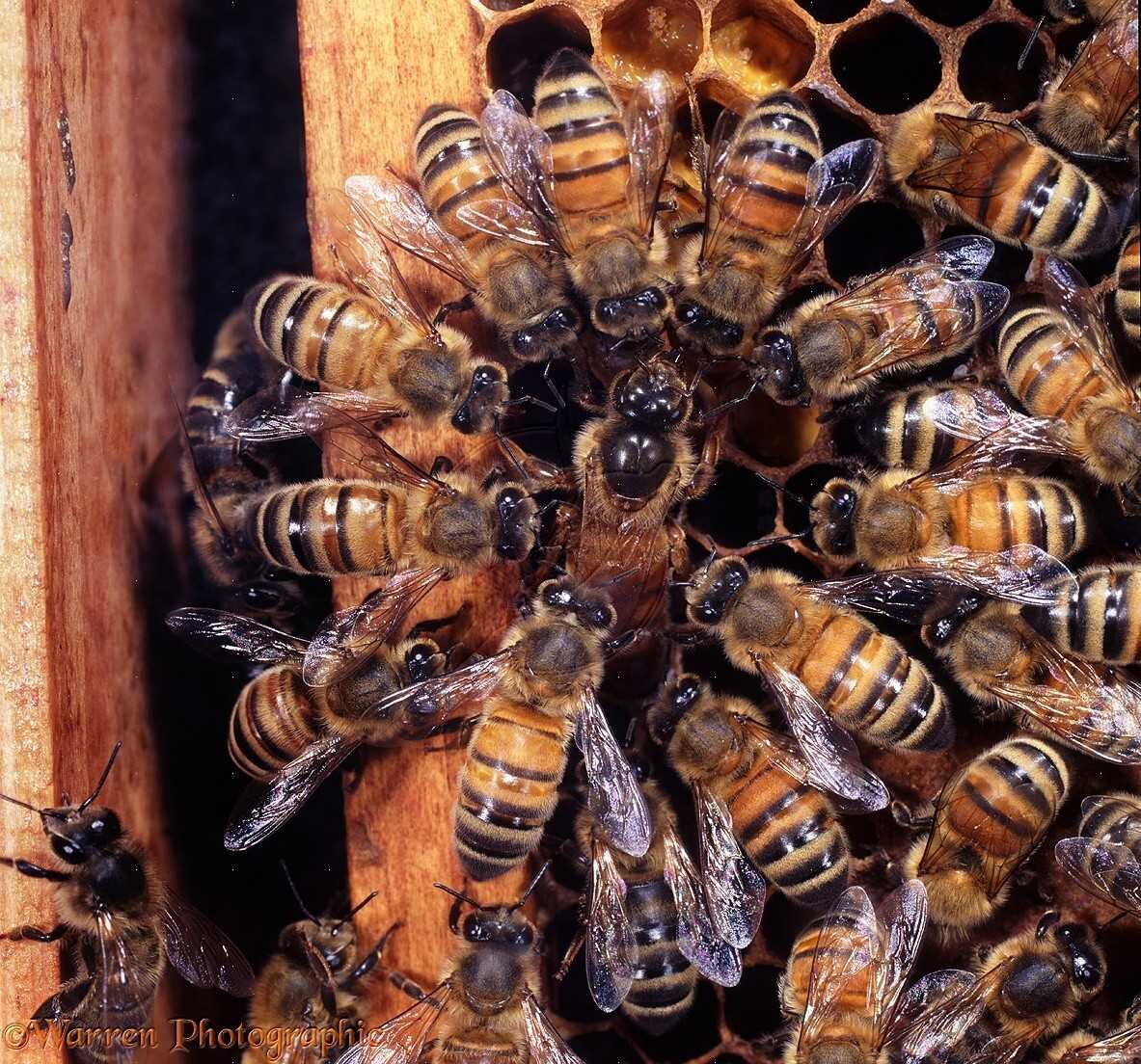 Пчелиная семья. Пчелиная матка. Матка пчелы. Семья пчел.
