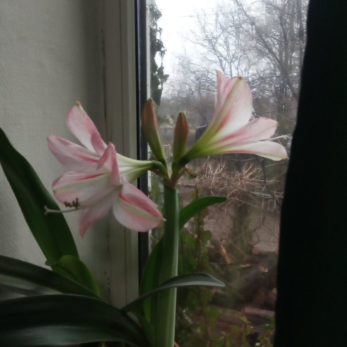Гиппеаструм нат окне. Расцвёл , но какой бледный вид.