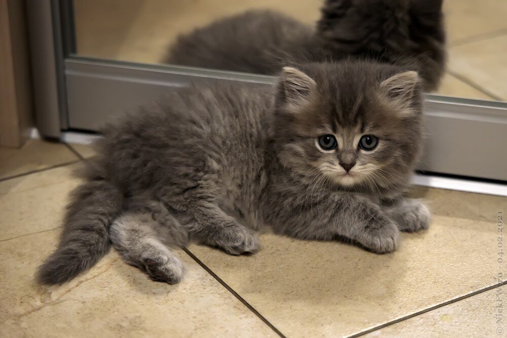  1. Масик © NickFW.ru — 04.02.2021г.